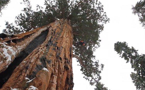 Ağaç yaklaşık 90 metre yüksekliğinde ve 3200 yaşında!