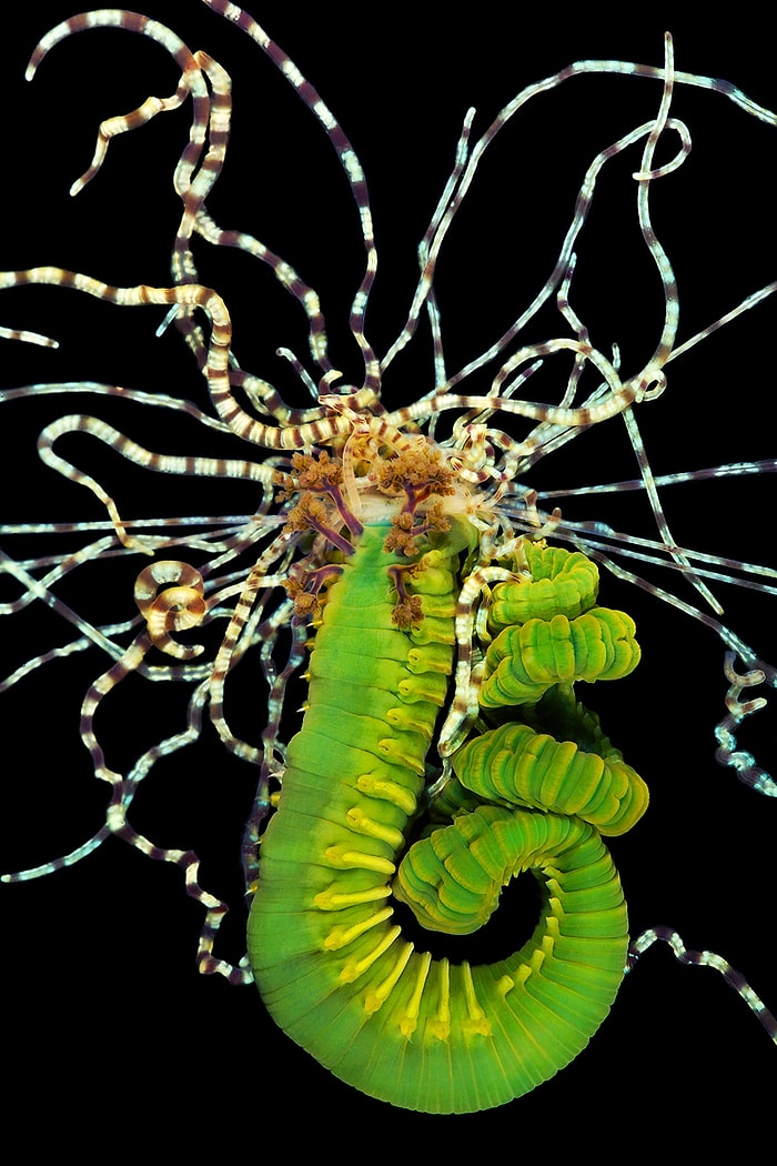 11 Fotoğrafla Deniz Solucanlarının Büyüleyici Geometrisi