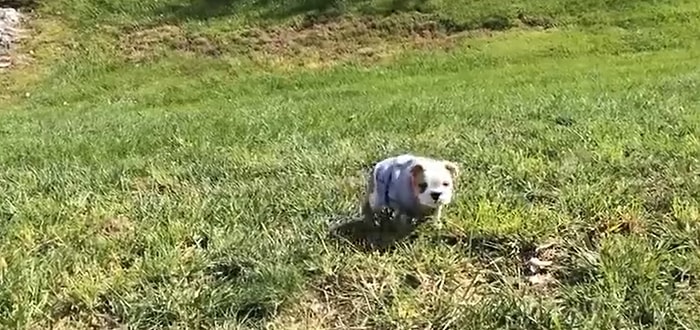 Tepeden Aşağı Yuvarlanmayı Çok Seven Bir Acayip Yavru Köpek