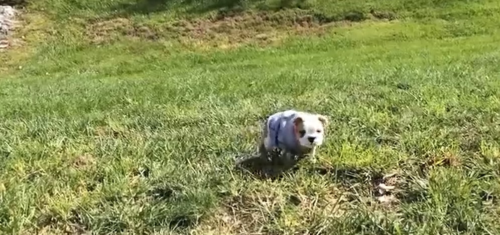 Tepeden Aşağı Yuvarlanmayı Çok Seven Bir Acayip Yavru Köpek