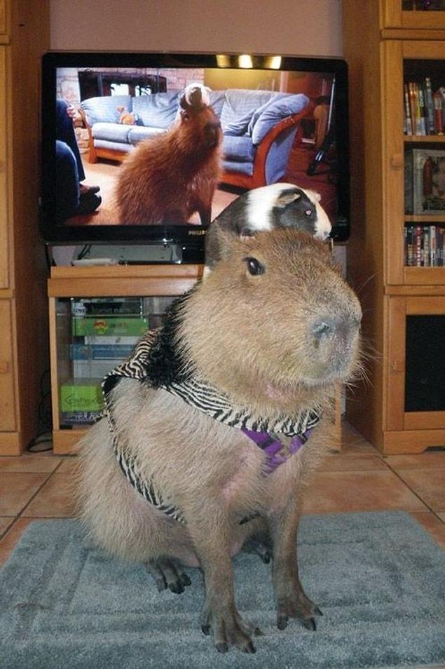 9. Kapibara