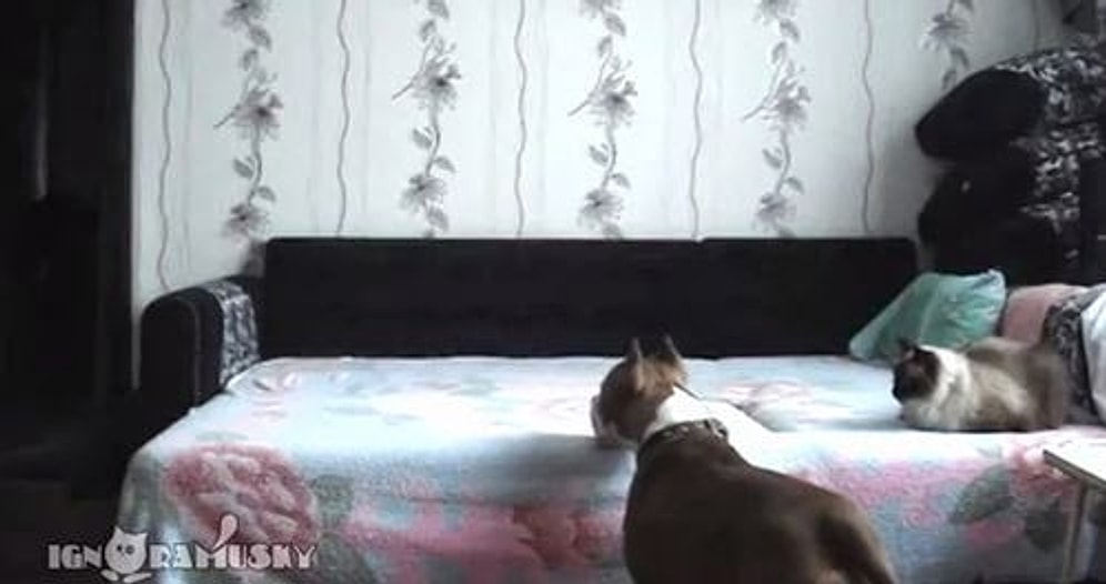 Sahibi Gidince Evde Kalan Köpeğin Neşesi