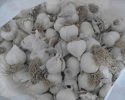 Sarımsağın faydaları nelerdir?