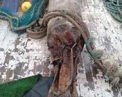 Ağa Takılan Şey Balıkçıları Şaşırttı!