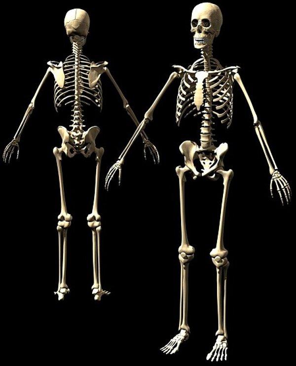 8. Yetişkinlerin vücudunda bebeklerinkinden daha az sayıda kemik bulunur