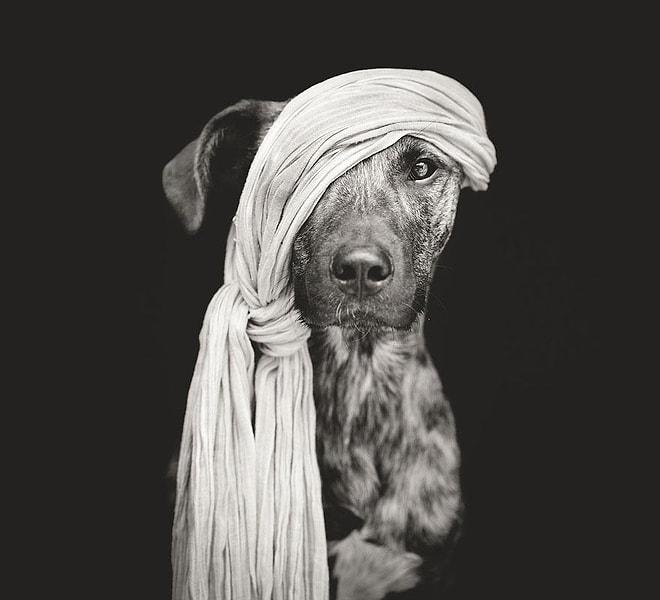Elke Vogelsang Tarafından Çekilmiş Samimi ve Neşeli Köpek Portreleri