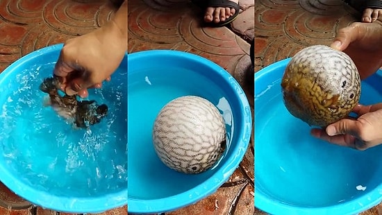 Dokunulduğunda Balon Gibi Şişen Balık