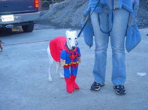 Superman'in köpeğini ayağınıza getirdik!