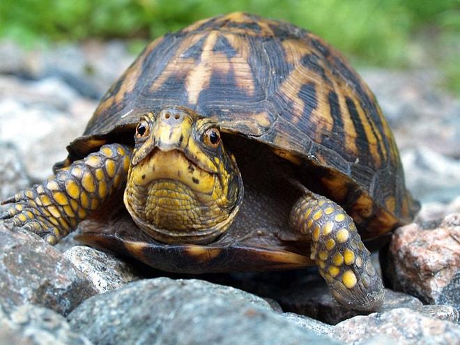 Kaplumbağaların İnsanların Ruh Eşi Olduğunun 15 İspatı