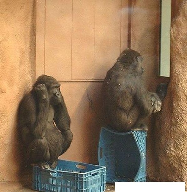 7-) Sevgilinin saçma sapan tribini çekme zorunluluğu