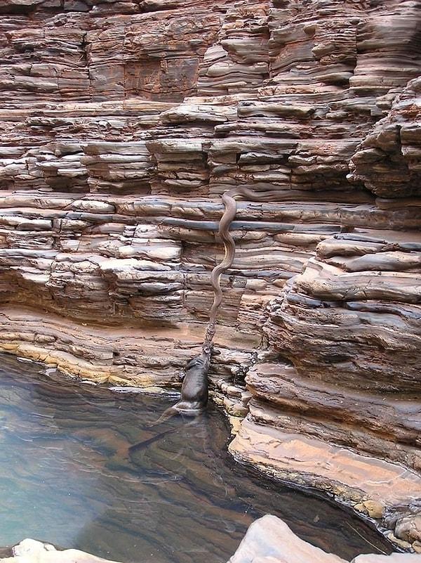 2. Nehirden ufak kanguruları çıkartan pitonlar