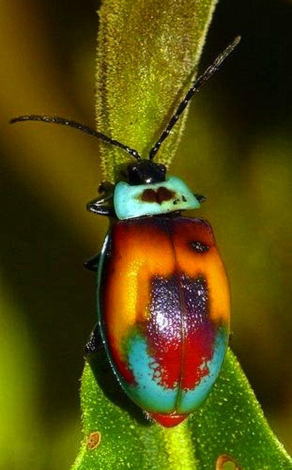 3. Renkli Yaprak Böceği