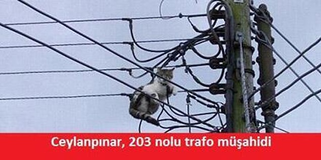 12.