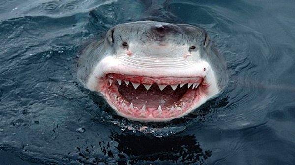 1. Köpekbalığı gözü
