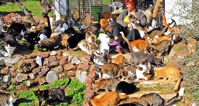 Yerel Seçim Mağduru 200 Kedi, 30 Köpek, 2 At, 2 Eşek, 1 Baykuş...