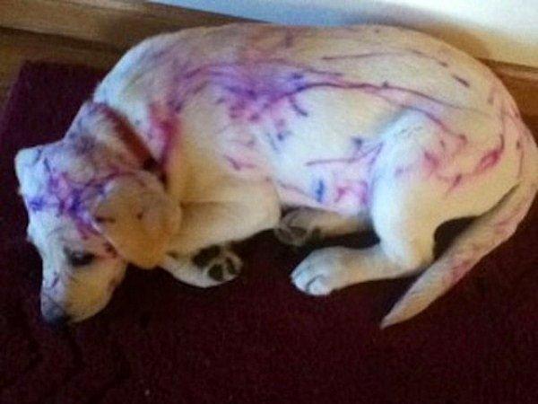 13. Köpek, çocuk ve boya kalemleri üçlüsünü yalnız bırakan aile