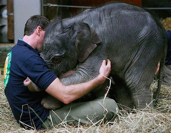 25. Ölmeden önce yapılması gereken bir şey: Yavru bir fili kucaklamak...