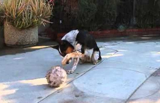 Komut Manyağı Yapılan Köpek