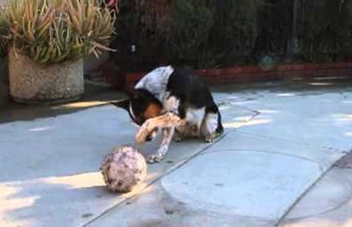 Komut Manyağı Yapılan Köpek