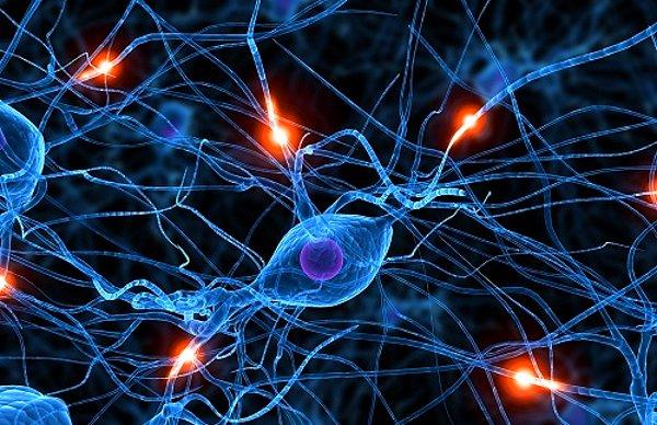 7. Ortalama bir insan beyninde 86 milyon sinir bulunur