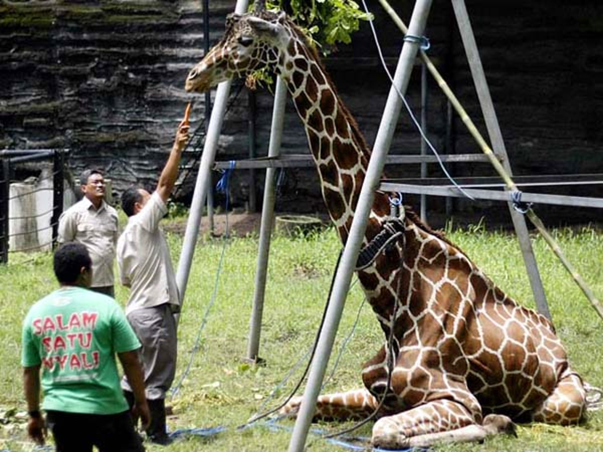 Bad zoo. Surabaya Zoo Сурабая. Самый ужасный зоопарк в мире.