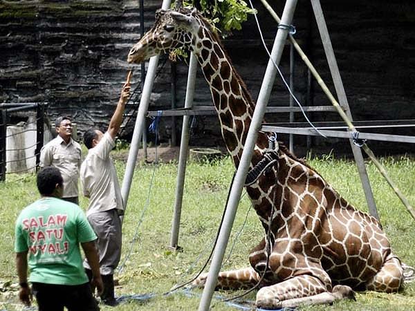 5. Zürafa Kliwon midesinde oluşan 20 kg ağırlığındaki plastik birikintisi yüzünden hayatını kaybetti.