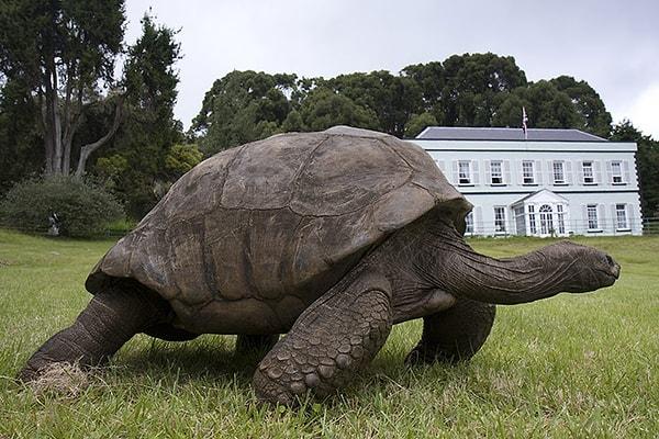 Ev hayvanı olarak dev kaplumbağası var.