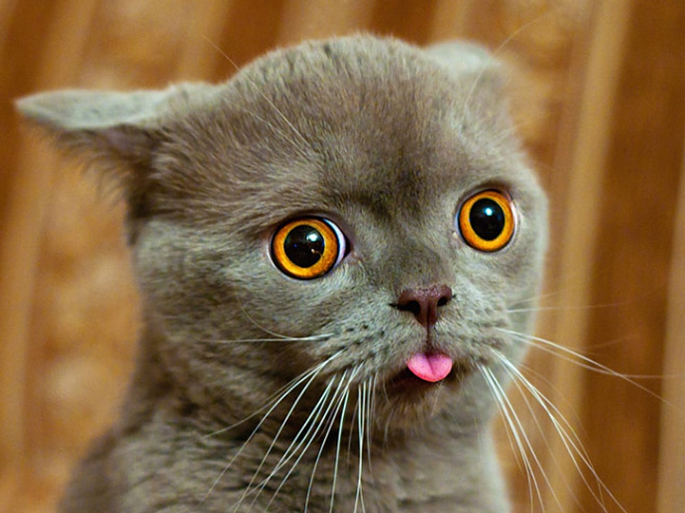 Sevimlilik Abidesi 17 Şaşkın Kedi