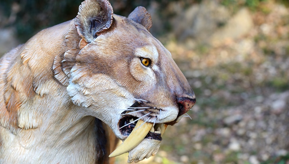 300 Bin Yıl Önce Karşımıza Çıktı