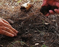 Değeri yüksek trüf türleri bulundu!