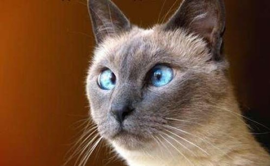 İnanılmaz Pislikler Yapan 20 Haylaz Hayvan