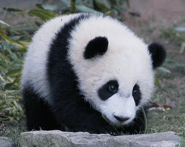 "Salla gitsin: Panda"