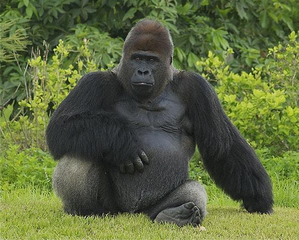 7. Goriller kendi proteinlerini üretebilirler.