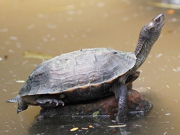 "Sabır taşın asla çatlamaz: Kaplumbağa"