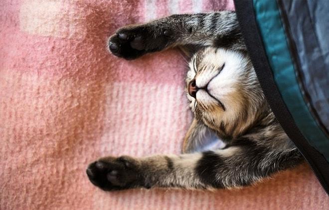 10 Fotoğraf ile Kedilerin Uyku Halleri