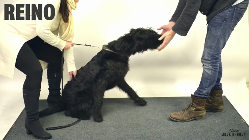 Köpeklerin Sihirbazlık Numarasına Verdiği Benzersiz Tepkiler - 2