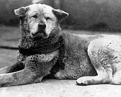 Dünyayı Şaşırtan Köpek: Hachiko!