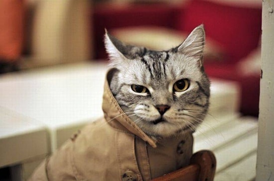 17 доказательств того, что коты уничтожат человечество