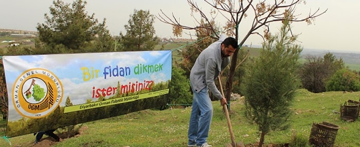 Cezalarını Fidan Dikerek Çektiler