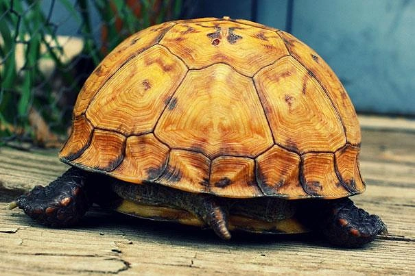Kaplumbağalar makatlarından nefes alabilirler