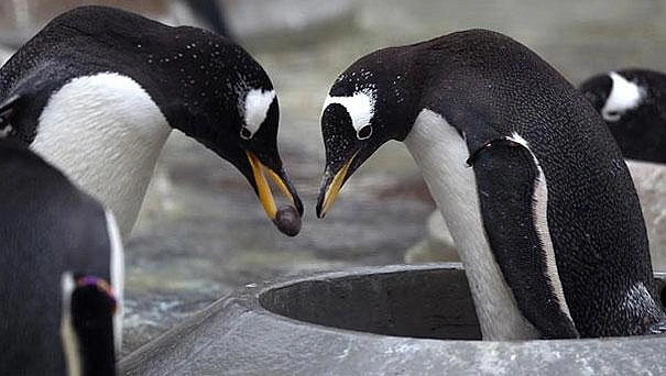 Gentoo penguenleri hayatları boyunca birlikte olacakları eşlerine çakıl taşı ile evlilik teklif ederler