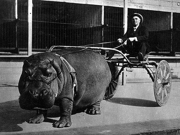 9. Sirkte yük taşımak için kullanılan bir hipopotam.