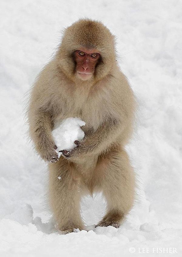 19. Japon şebek maymunları eğlence için kar topu yaparlar