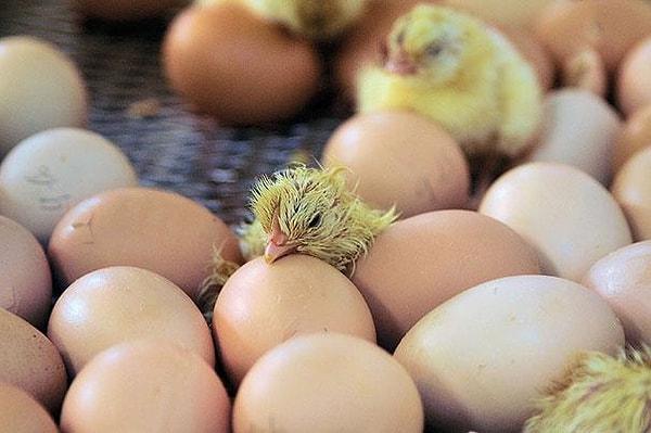 24. Civcivler yumurtadan çıkmadan önce birbirleriyle ve anneleriyle bir ses sistemi kullanarak iletişim kurabilirler