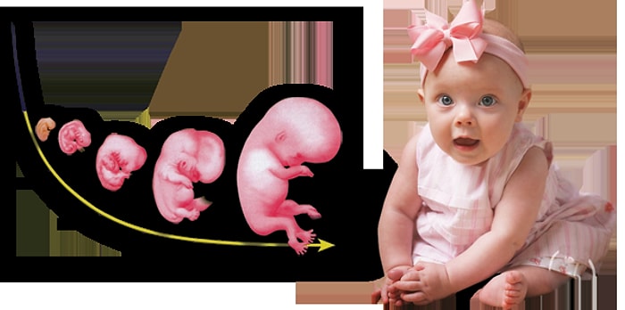 Hamilelikte Hafta Hafta Süreç