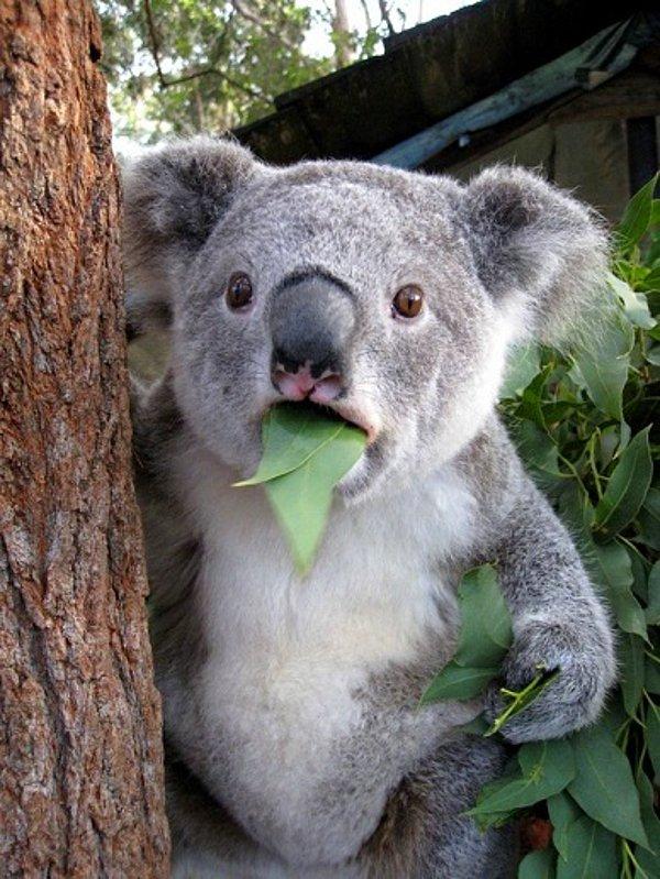 9. Koalalar esasen annelerinin kakasını yer