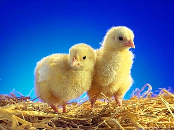16. Erkek civcivler daha bebekken öldürülür, çünkü horozlar tavuklar kadar lezzetli değildir