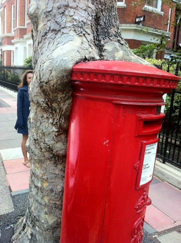7. Bu ağaç da koca posta kutusunu yemiş.