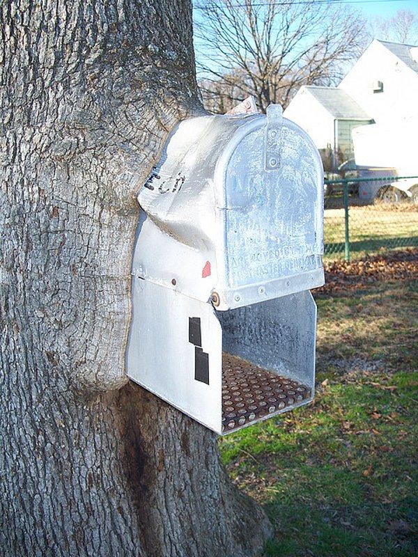 15. Posta kutusu da ağaçların sevdiği yiyeceklerden.