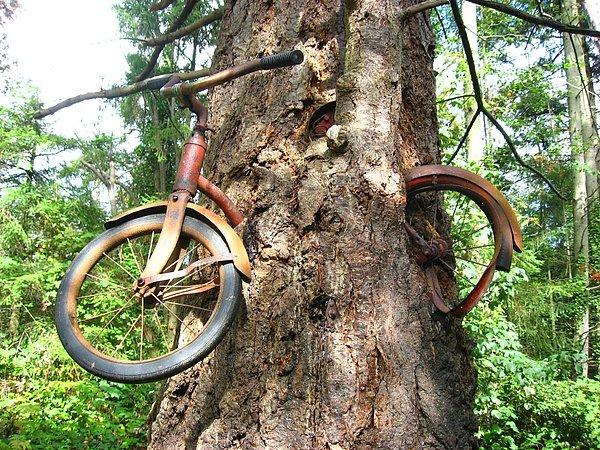 33. Bu da ağaç tarafından yenmiş en ünlü bisiklet. Sahibi 1914 yılında 1. Dünya Savaşı'na giderken bisikletini bu ağaca zincirliyor. Sahibi geri dönmeyince de ağaç bisikleti yemiş.